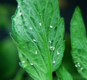 Whiteflies