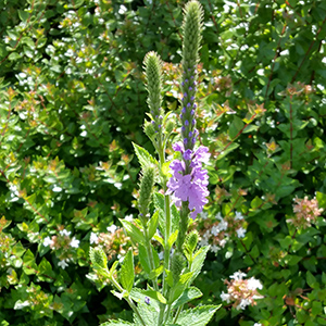 Verbena stricta