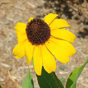 Rudbeckia hirta