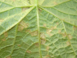 Underside of a leaf infected with cucumber downy mildew