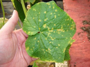 top of leaf infected with cucumber downy mildew