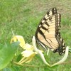 Eastern Tiger Swallowtail butterfly on honeysuckle
