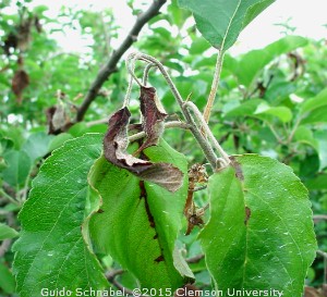 Fireblight Clemson