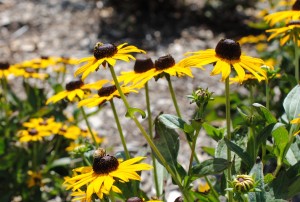 Honeybee on Black-eyed Susan