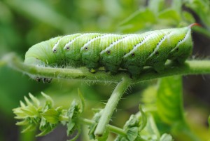 Green hornworm on tomato leaf