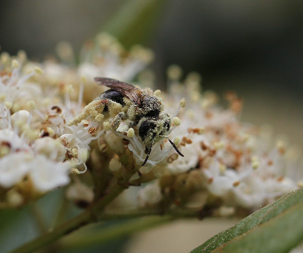 Pollen-covered mining bee