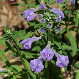 Large-flowered skullcap