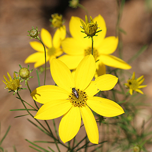 Whorled tickseed