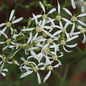Whitetop aster