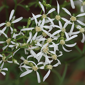 Sericocarpus linifolius