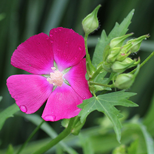 Bush's poppy mallow