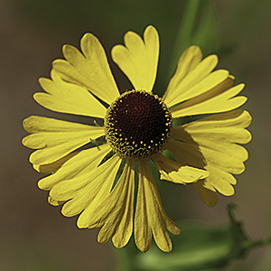 Purple-head sneezeweed