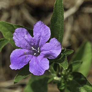 Carolina wild petunia