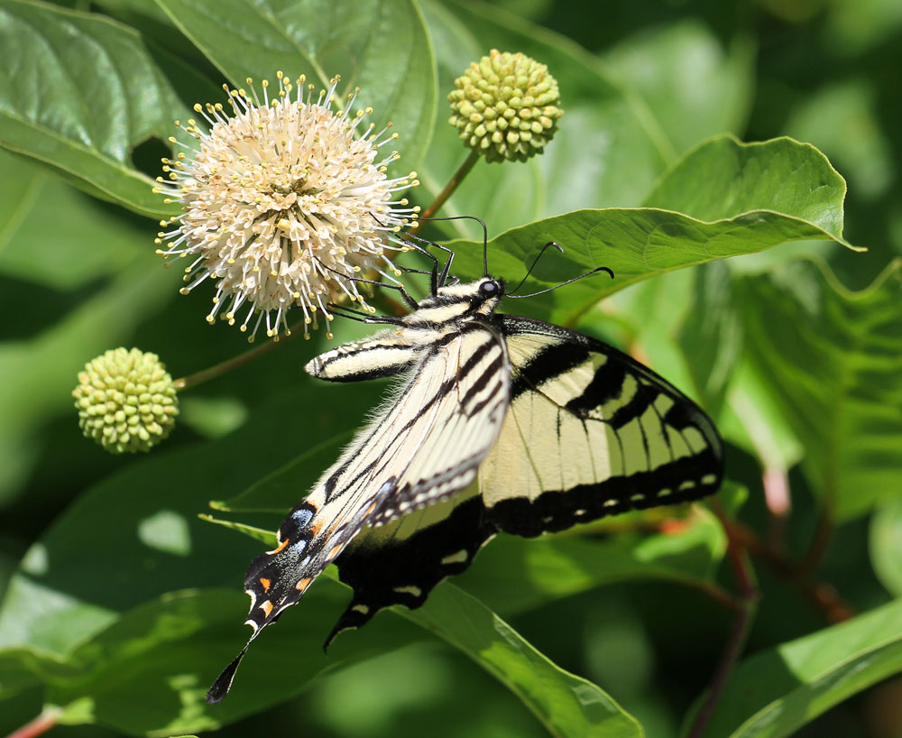 Eastern tiger swallowtail on buttonbush. Photo by Debbie Roos.
