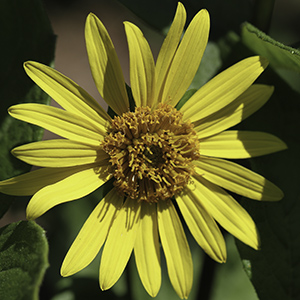 Silphium asteriscus