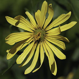 Silphium perfoliatum