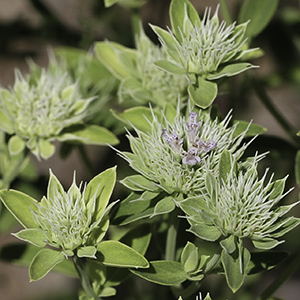 Pycnanthemum flexuosum