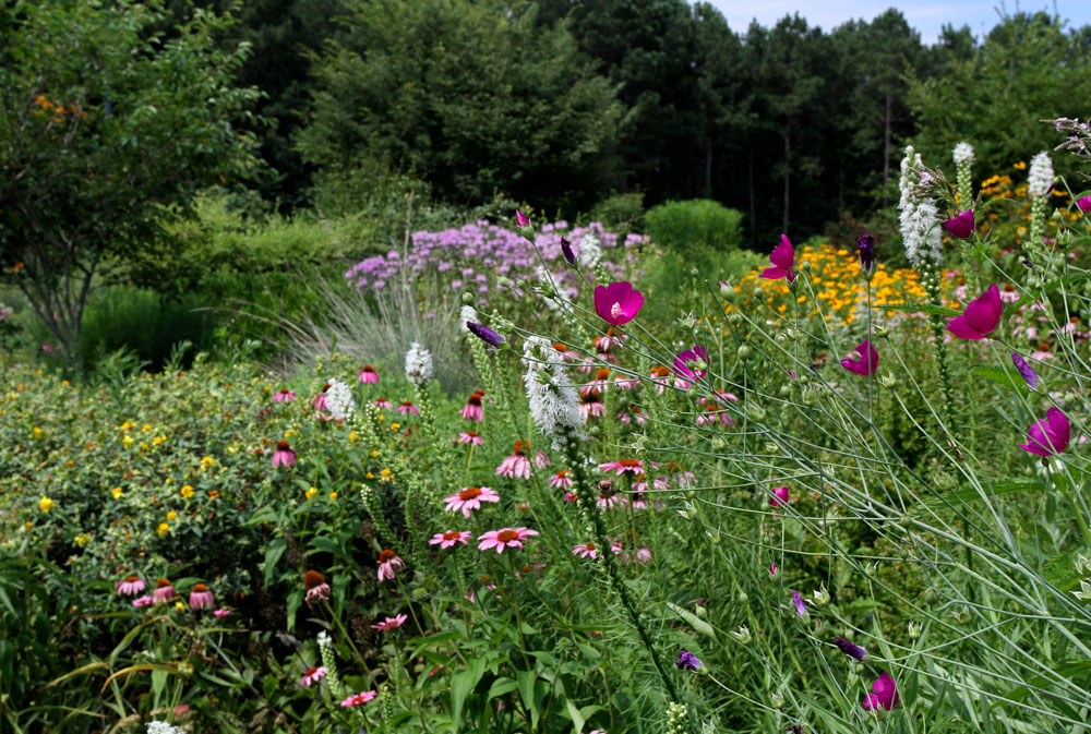 Late June in the pollinator garden. Photo by Debbie Roos.