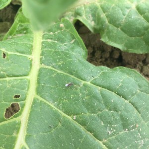 Adult big eyed bug on tobacco. Photo: Pete Nelson