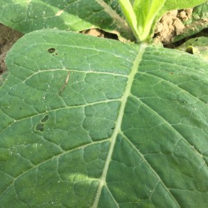 Mating pair of stilt bugs on tobacco. Photo: Pete Nelson