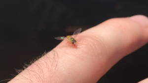 Syrphid fly: a common pollinator seen in blackberry fields that could be harmed by earlier pesticide spraying for SWD.