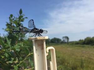 Many growers have drainage ponds that make great habitats for beneficial predatory insects like dragonflies. This one hear was perched on one of our trap posts.