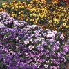 lavendar and yellow pansies in flower