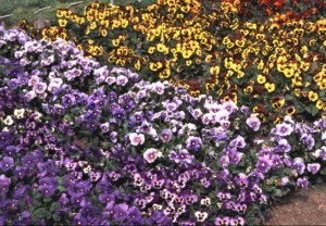 lavendar and yellow pansies in flower