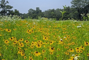 Black-eyed-Susan in a meadow with other flowers.