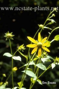 Cutleaf coneflower