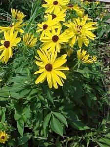 Rudbeckia subtomentosa plant in flower.