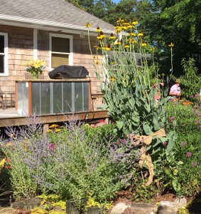 Flower Garden featuring a cabbage coneflower that is over 6 feet tall.