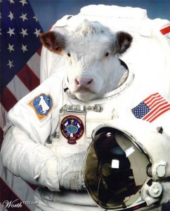 Space_cow