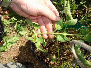 One tomato leaf with spots and yellow margins