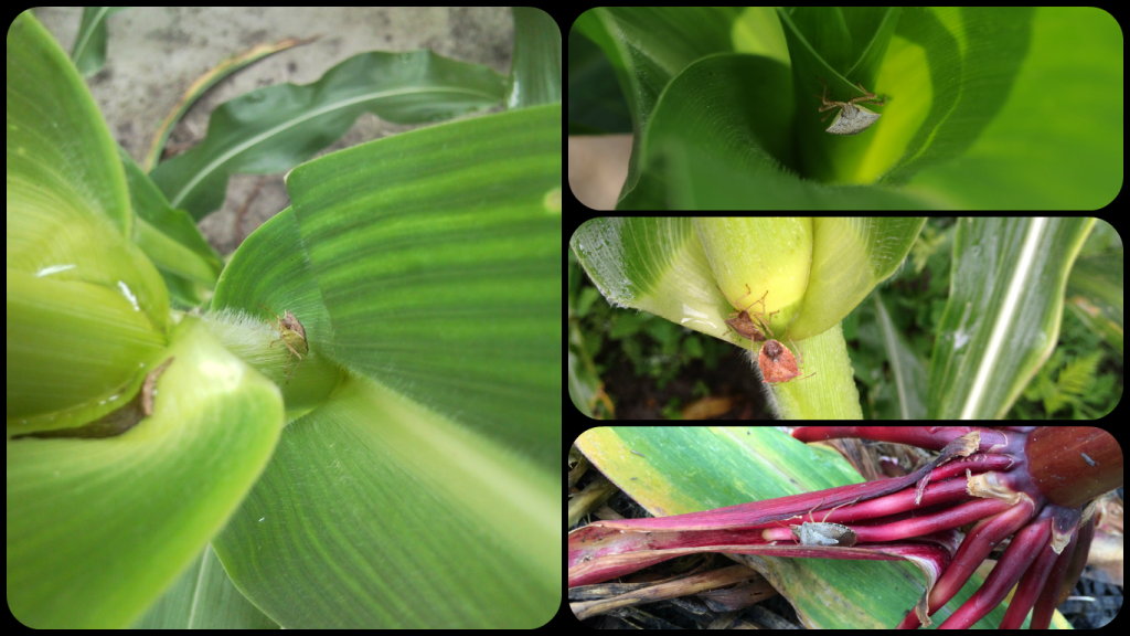 Stink bug sampling