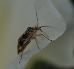 Cover photo for Gear Up to Scout Plant Bugs in Preblooming Cotton
