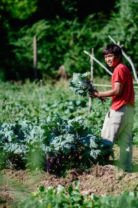 Transplanting-Traditions-Ha-Na-Son-Kale