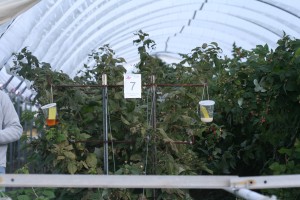 Traps for SWD insects