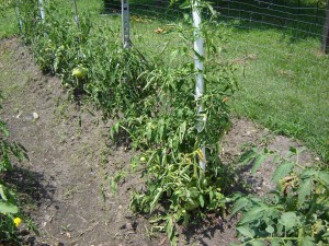 Row of tomato plants with one wilted