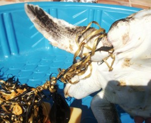 Young Sea Turtles Entangled, Photo By Florida Fish and Wildlife Conservation Commission
