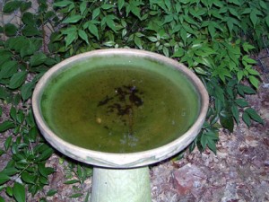 bird bath with stagnant water, algae and mosquito larvae