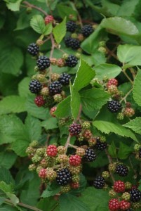 Blackberries, image by Chris Luczkow CC-BY