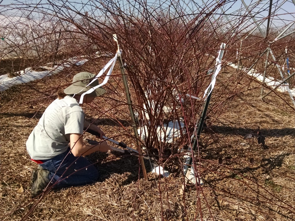 Early spring floricane pruning (in photo: Aurora Toennisson)