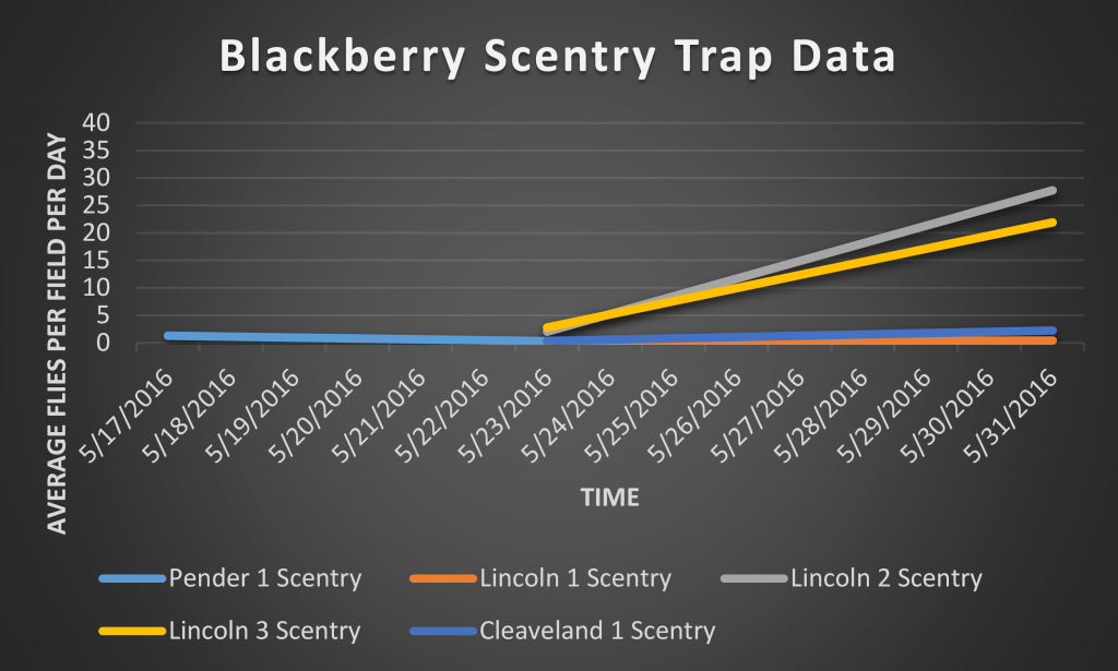 This graph shows the number of SWD caught in the Scentry bait traps from 5/17/2016 through 5/31/2016 in close proximity to blackberry crops