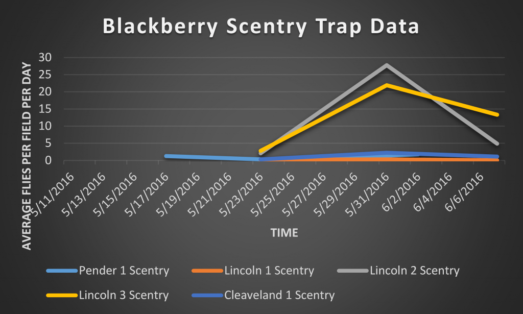 This is a graph depicting number of SWD captured on a total/SWD per day basis in Scentry bait traps.