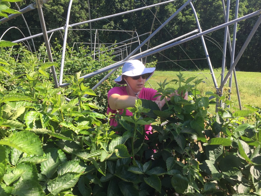 Late spring primocane tipping (in photo: Lauren Diepenbrock).