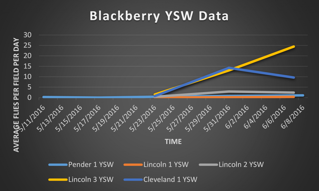 This is a graph depicting number of SWD captured on a total/SWD per day basis in YSW traps 