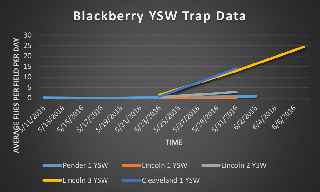 This is a graph depicting number of SWD captured on a total/SWD per day basis in YSW traps 