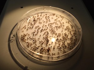 Contents of traps are placed in petri dishes and counted using a microscope.