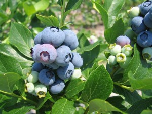 Highbush Blueberry image by Bill Cline